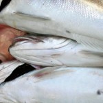Эстонские рыбаки не могут продать 35 тысяч тонн рыбы из-за эмбарго РФ