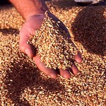 Экспорт российского зерна через порты Кубани резко упал