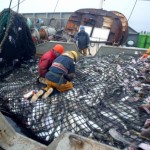 Грузооборот Владивостокского рыбного порта возрос более чем на четверть