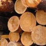 Россия остается для Финляндии крупнейшим импортером древесины